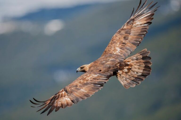 Águila Real. Ave autóctona de la Sierra de Guara