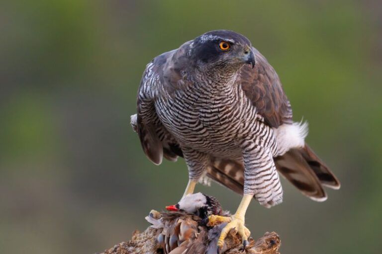 Águila azor perdicera. Ave autóctona de la Sierra de Guara