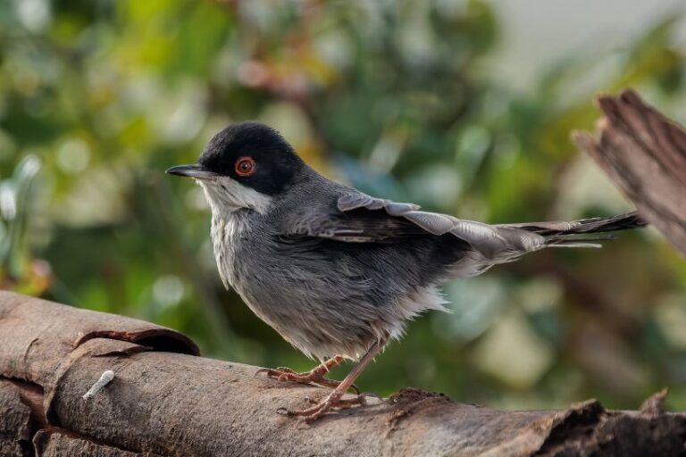 Curruca cabecinegra. Ave autóctona de la Sierra de Guara