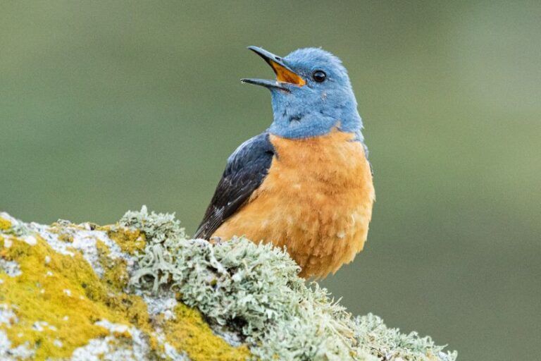 Roquero rojo. Ave autóctona de la Sierra de Guara