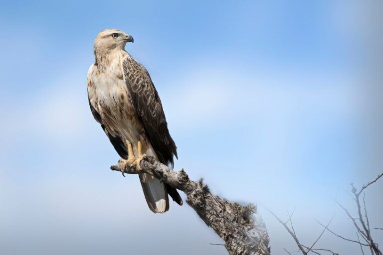 Águila culebrera. Ave autóctona de la Sierra de Guara