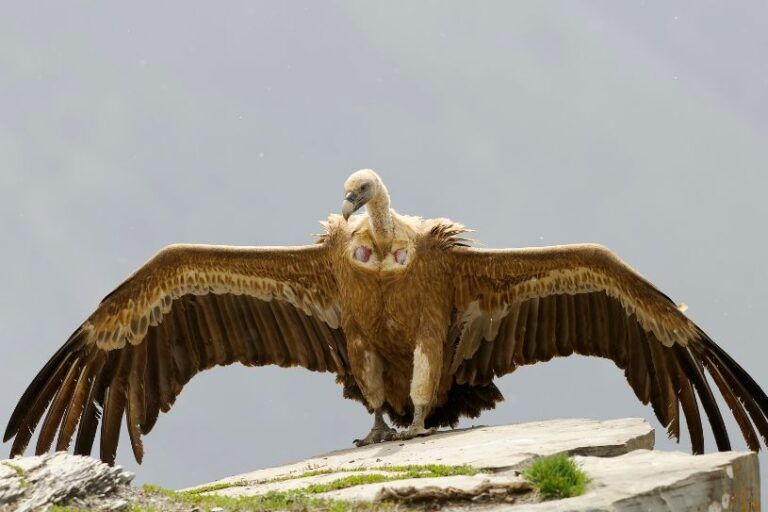 Buitre leonado. Ave autóctona de la Sierra de Guara