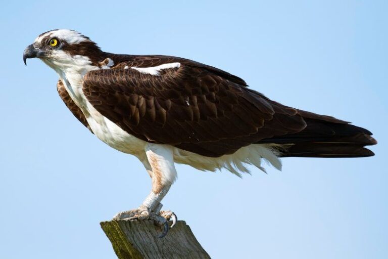 Águila calzada. Ave autóctona de la Sierra de Guara