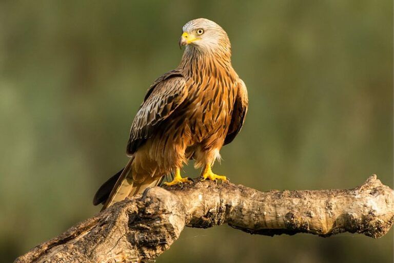 Águila . Ave autóctona de la Sierra de Guara